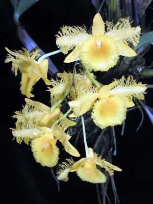 Bild von Dendrobium harweyanum 2